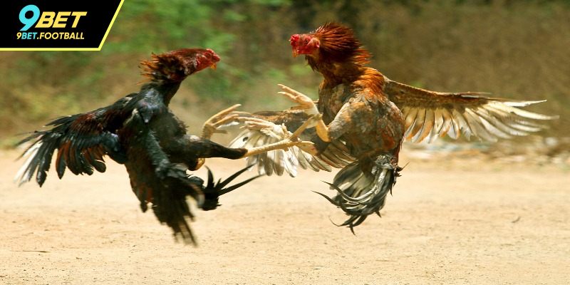 Tìm hiểu sảnh cược đá gà 9BET là gì